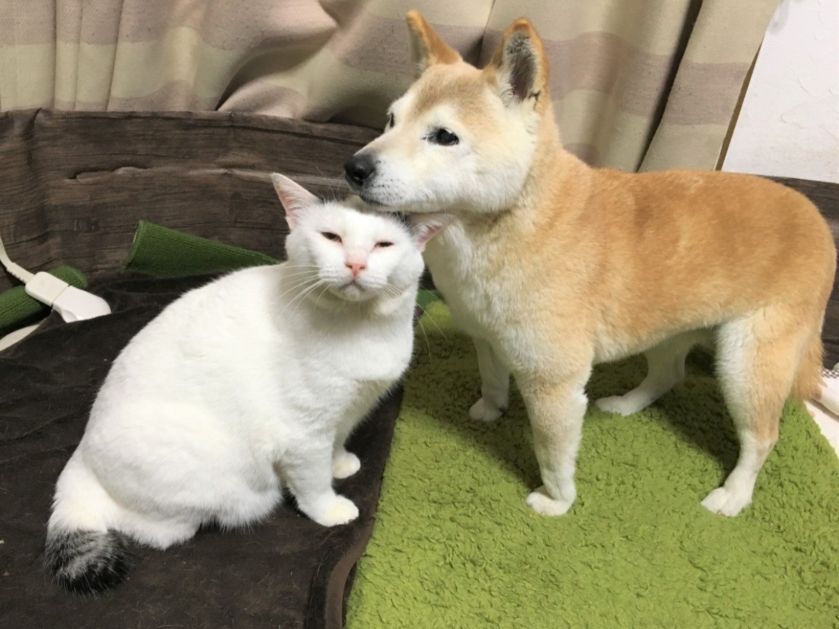 Asahisippo's tweet card.    認知症になった老犬。その犬が大好きな猫は、介護をするように寄り添った――。インスタグラムで人気を博した2匹の生活をまとめたフォトブック『くぅとしの 認知症の犬しのと介護猫くぅ』（辰巳出版）が発売された。その姿...