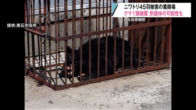 BirdNewsJapan's tweet card. ニワトリ45羽が被害に遭った黒石市の養鶏場でクマ1頭が捕獲されました。 ただ、ニワトリを襲ったクマとは別の個体の可能性もあるということです。 ニワトリが被害を受けたのは黒石市沖浦の養鶏場で、今月2