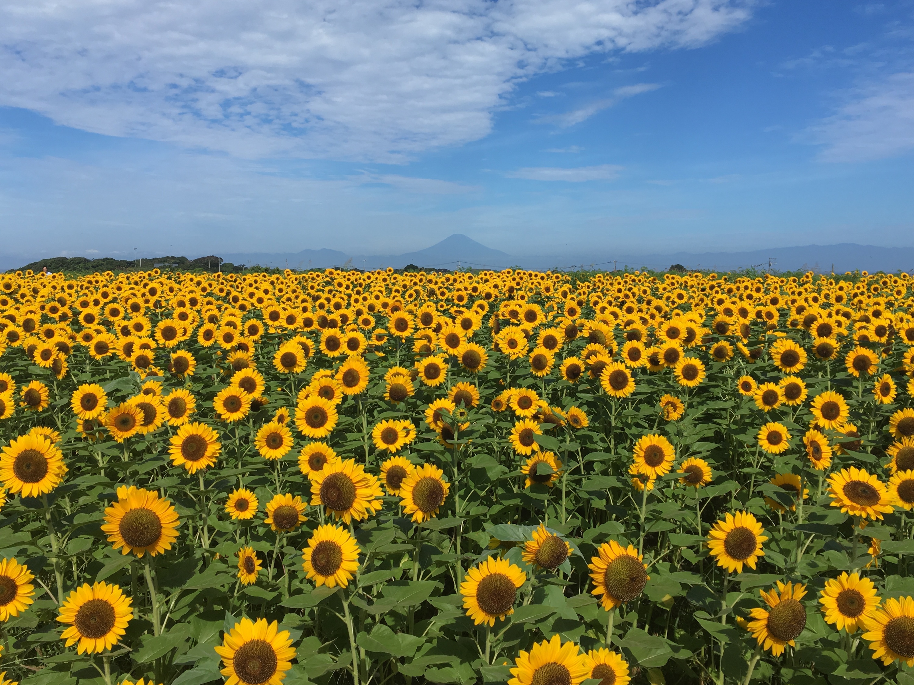 TimeOutTokyo's tweet card. This summer, see these seasonal yellow flowers from mid-July at Nagai Seaside Park’s Soleil Sunflower Festival