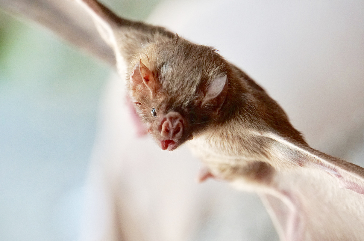 Boca_Scientific's tweet card. A gel that bats lick off one another’s fur could help prevent rabies outbreaks in cattle, a growing problem in Latin America