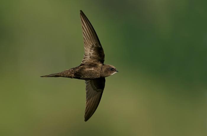 FAADAorg's tweet card. En esta época del año, los cielos de pueblos y ciudades se llenan del característico chillido del vencejo común (Apus apus) y vencejo real (Tachymarptis melba), ambas especies son aves migratorias...
