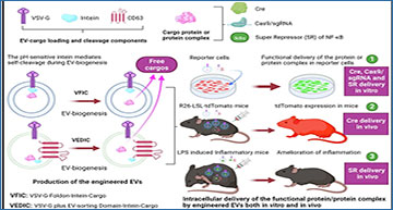 ExosomeRNA's tweet card. Engineered extracellular vesicles offer a powerful platform for delivering gene editing tools and RNA therapeutics, achieving efficient genome editing and therapeutic effects in the brain and...