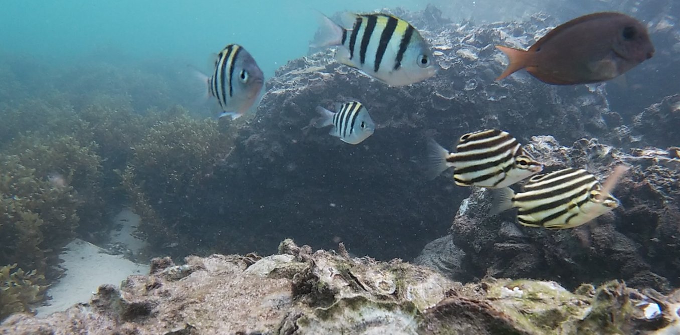 EarthAccounting's tweet card. As oceans warm, tropical fish are on the move, heading south into cooler waters. New research reveals how they are getting on with the fish they encounter there.