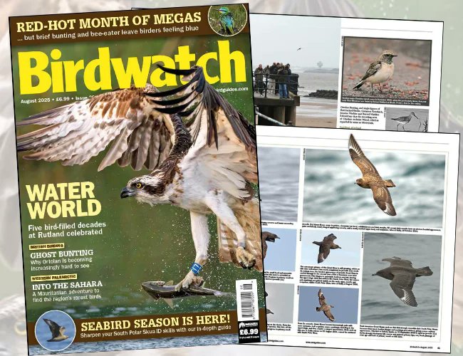 BirdwatchExtra's tweet card. Birding in Cheshire, the history of Rutland Water, South Polar Skua ID, the British status of Ortolan Bunting, Hornsea Mere's Little Gulls and the renaming of birds all feature in this month's...
