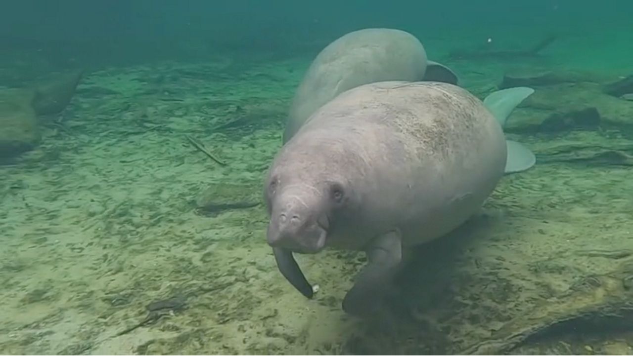 BN9's tweet card. A new report from the Florida Fish and Wildlife Conservation Commission is showing an alarmingly high rate of manatee deaths this year. According to that report, there have been almost 100 more...