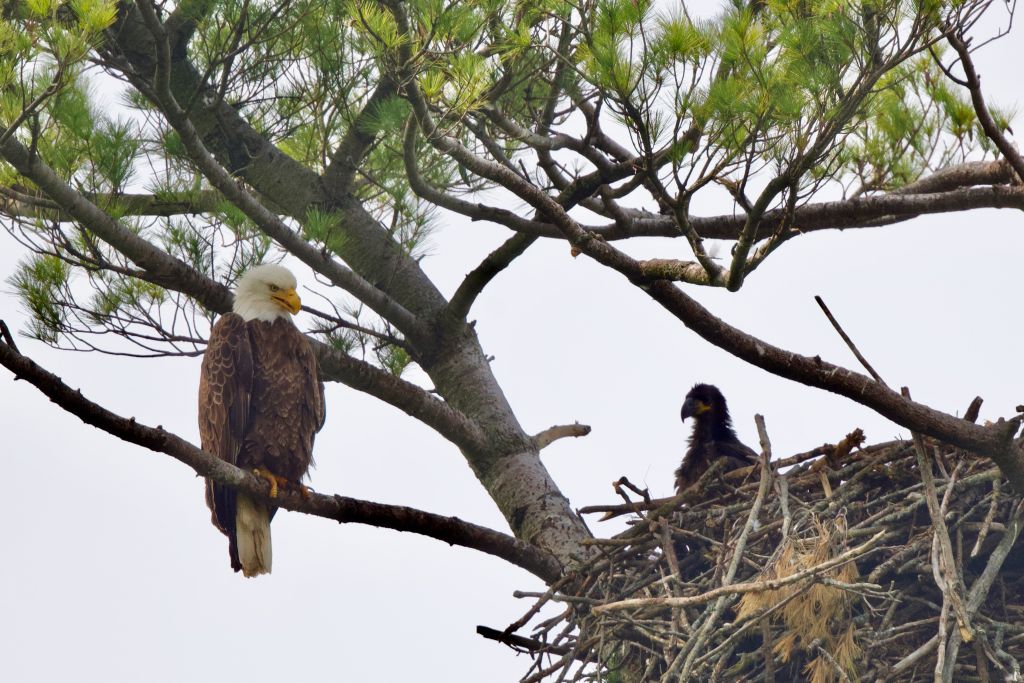 thenarwhalca's tweet card. A photographer follows a pair of bald eagles in southern Ontario, returning to their nest every year to raise their young, and send them off
