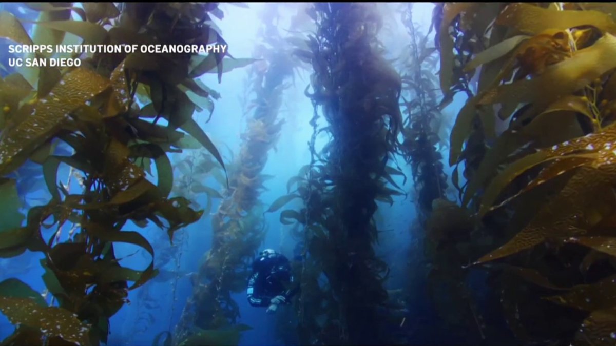 Scripps_Ocean's tweet card. Kelp bed ecosystems have been disappearing off our local coastlines, and scientists at the Scripps Institution of Oceanography are trying to figure out why. NBC 7 meteorologist Greg Bledsoe reports.