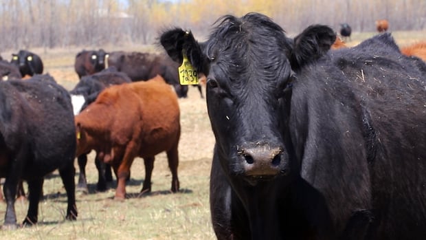 HeatherWellsCBC's tweet card. In a growing season that's already experienced more than 30 days of air quality warnings, Manitoba's farmers are adjusting to keep themselves and their animals safe amid smoky conditions.