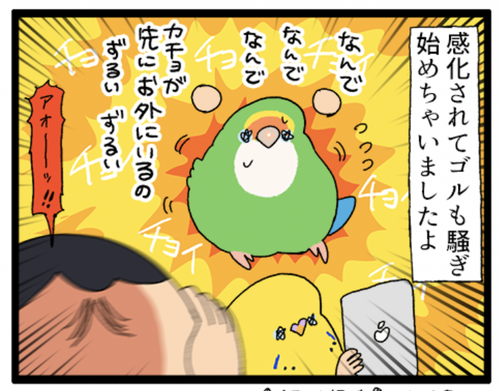 lpo_on's tweet card. 大変さで比べたら全然こんなもんじゃないんだろうけど、ベビの世話をしながら家事などをこなしてる世の中の親御さまたちには頭が上がりませんゴルカチョはくっついてそばにいてくれるだけまだマシなのかも……？甘々の飼い主なので呼び鳴きに「構わない」が出来ません😌▼構