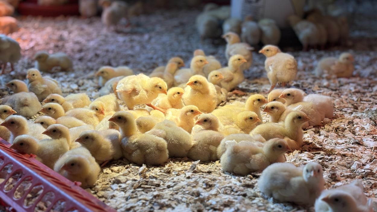 andrelamontagn2's tweet card. Depuis un an, les propriétaires de la Ferme Desrochers peuvent abattre les poulets qu’ils élèvent chez eux, dans le cadre d'un projet-pilote du MAPAQ.