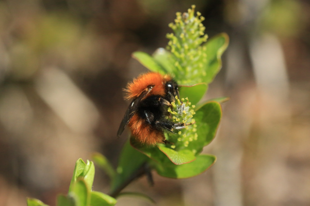FunEcology's tweet card. Aoife Cantwell-Jones, Juliet Everson, Olivia K. Bates, Abdullah M. R. Al-Hayali, George Allen, Lucas Berard, Frauke Caliebe, Suzannah Egleston, Lucia Hudson, Jacqui A. S. James, Lena Jung, Moganava…