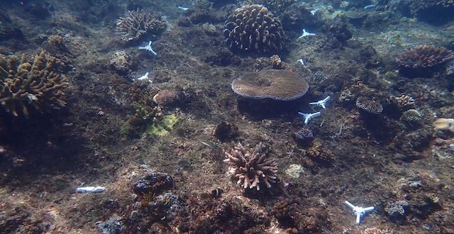 TPolen6's tweet card. Today’s good news comes from the Good News Network. 10,000 Young Corals Grown in Just Weeks by New Portable Spawning Lab in the Maldives By Andy Corbley-Jul 16, 2025 In the Maldives, a mobile…