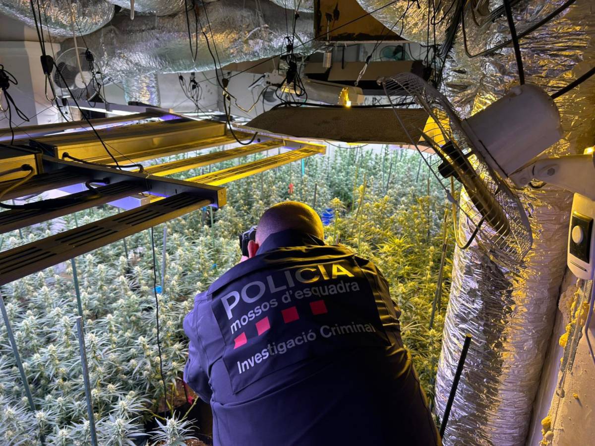 NacioLleida's tweet card. Els Mossos troben 555 plantes, cocaïna i armes en un immoble del centre del municipi de la Pobla de Cérvoles, amb una instal·lació elèctrica fraudulenta d’alta complexitat
