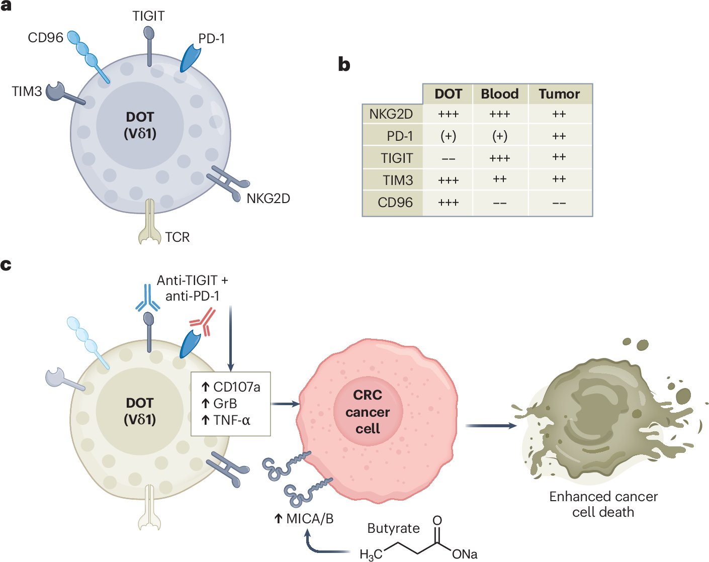 BSilva_Santos's tweet card. Nature Cancer - Delta One T (DOT) cells are primarily Vδ1+ γδ T cells with strong cytotoxic activity, now in clinical studies for the treatment of leukemias but not yet evaluated in...