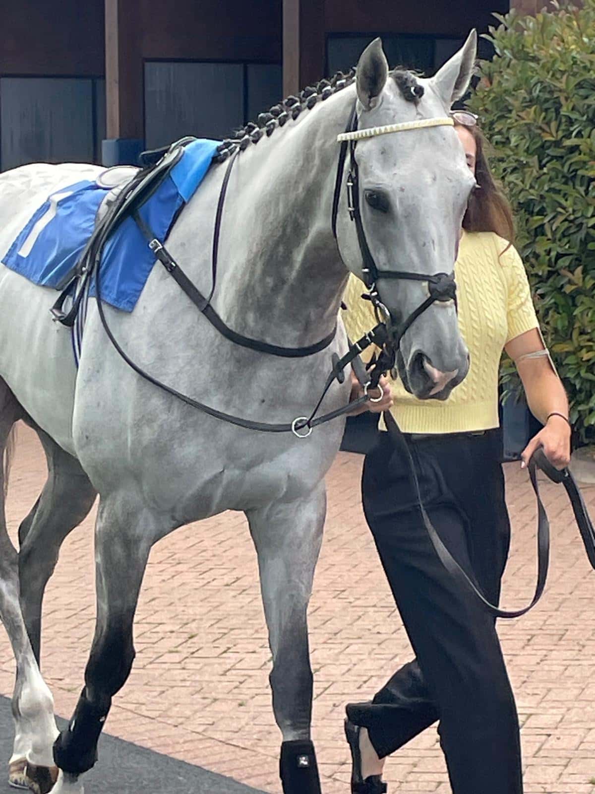 HasmoneanRacing's tweet card. Gordon Grey: A Shining Star on the Rise Gordon Grey has become something of a fairytale for us at Hasmonean Racing and trainer Ben Brookhouse. A striking, white-grey gelding by the world-class sire...