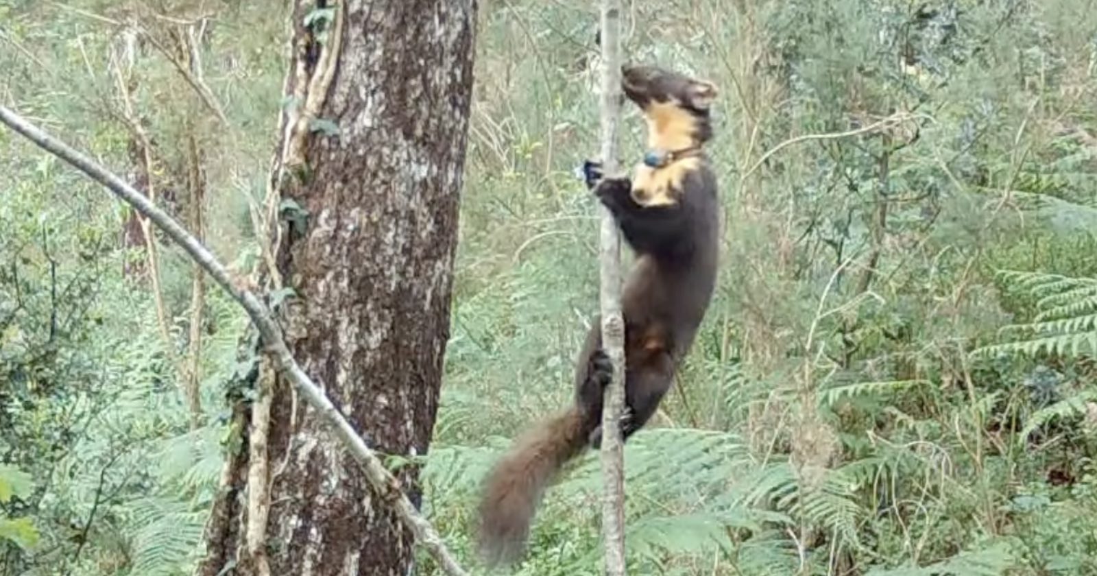 petapixel's tweet card. Pine martens are elusive animals.