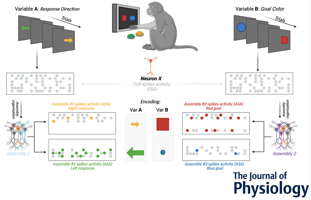 MillerLabMIT's tweet card. Graphical abstract legend Traditionally, single neurons coding activity has been evaluated using all the spikes recorded. We have shown that even neurons not encoding any task variable when conside...