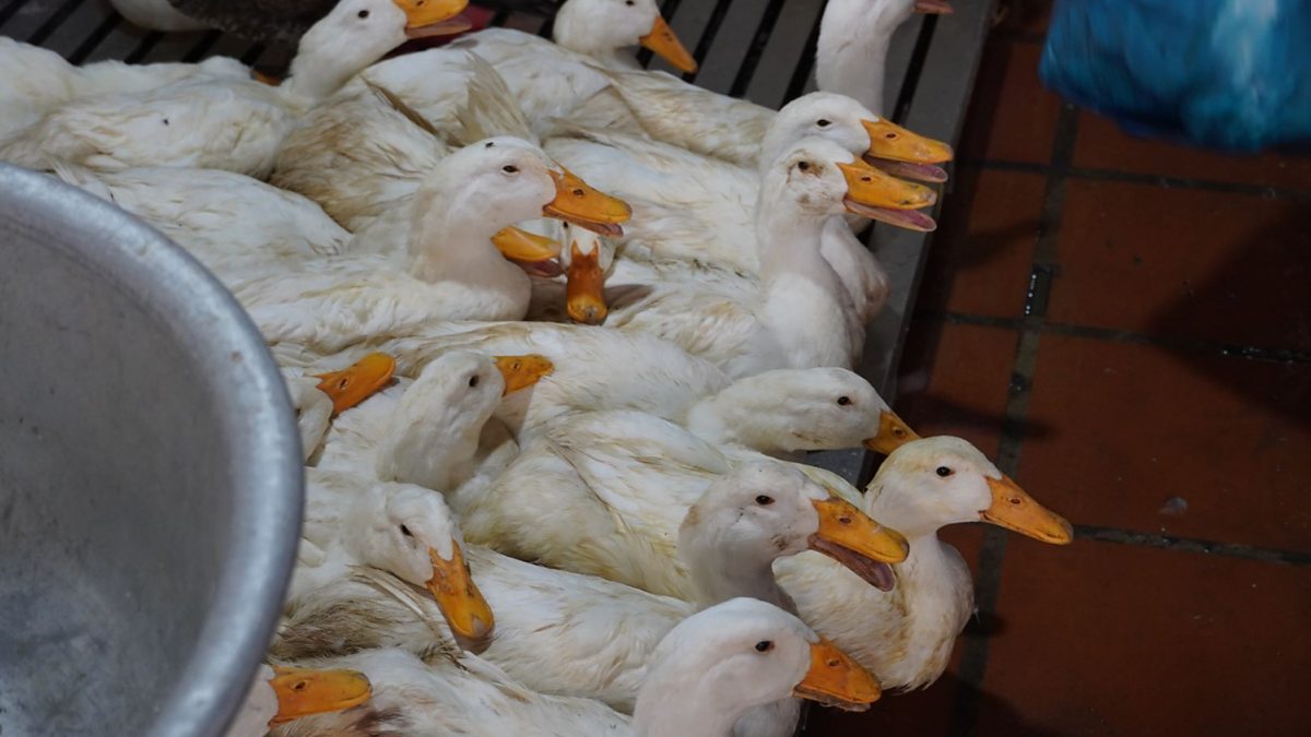 VirologistMunir's tweet card. There's a surge in human cases and deaths from H5N1 bird flu in Cambodia.
