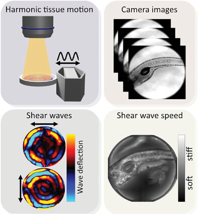 VasilyZaburdaev's tweet card. This study introduces an optical method for rapid stiffness mapping with micrometer resolution using time-harmonic shear waves at multiple excitation frequencies. The new method facilitates direct...