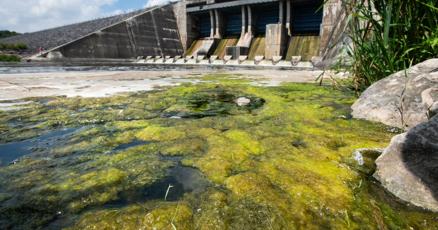 WR_Record's tweet card. The Grand River Conservation Authority is advising the public to be aware of a suspected blue-green algae bloom at Belwood Lake.