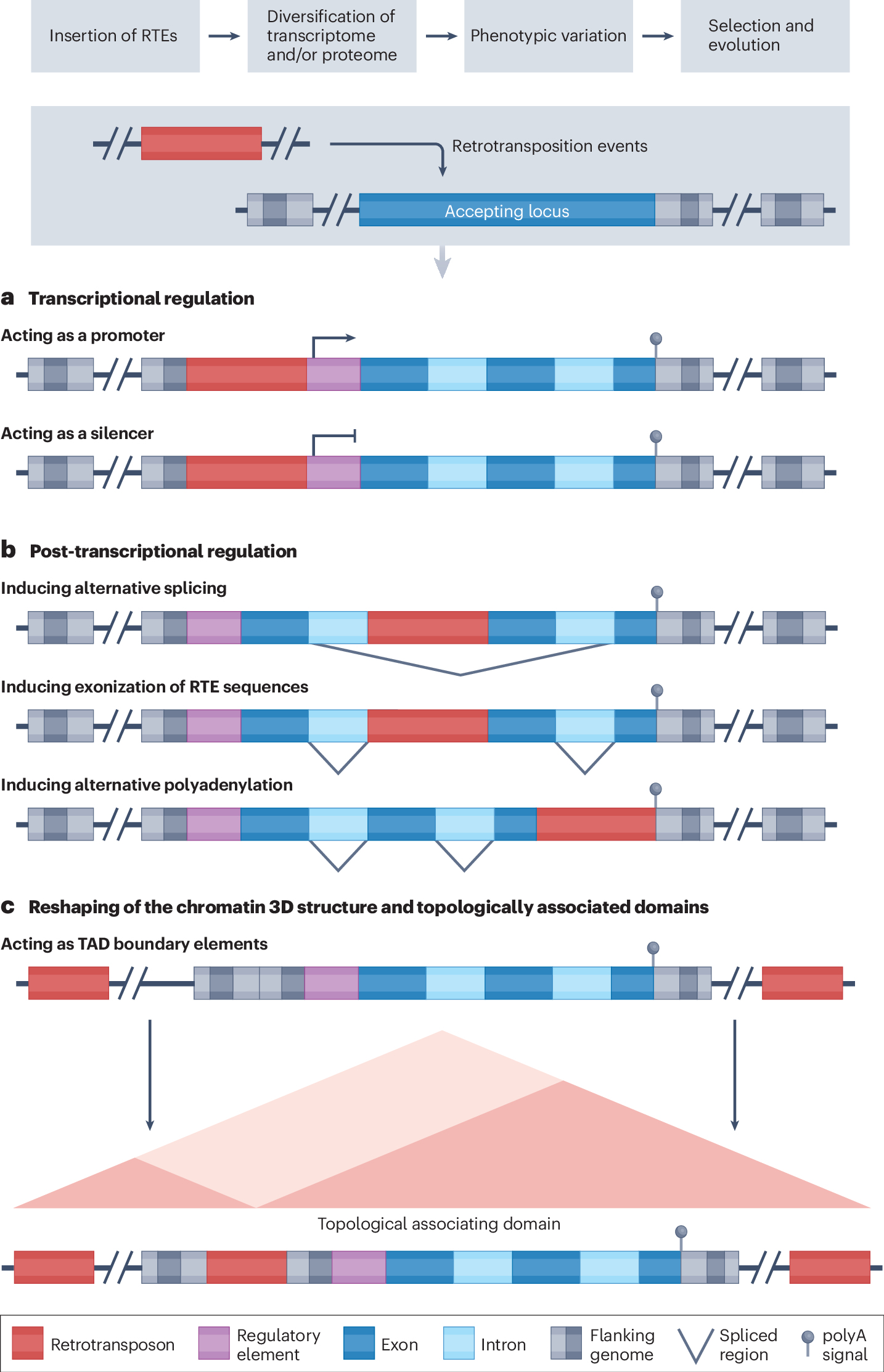 IntiOmics's tweet card. Nature Reviews Genetics - In this Review, Della Valle et al. discuss the role of retrotransposable elements (RTEs) in the onset and progression of ageing and ageing-related disease, including...