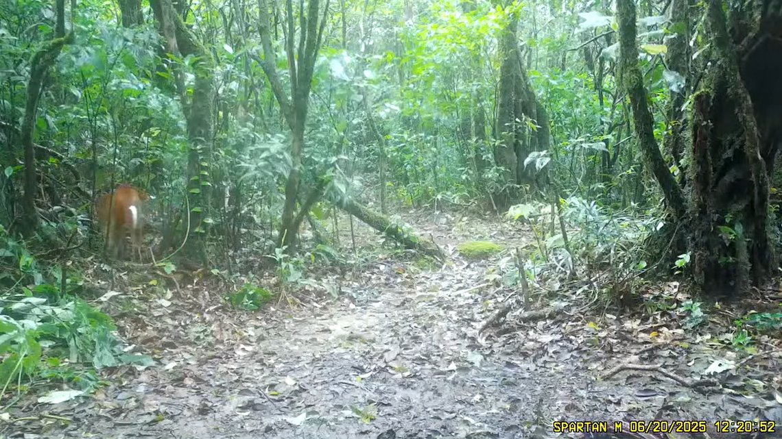 kansasdotcom's tweet card. A video shows the rare predator emerge from the forest.