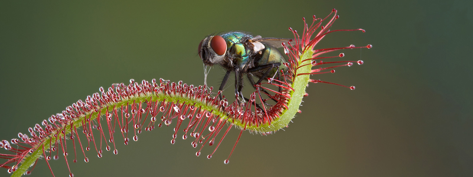 DsouzaAjwal's tweet card. How plants turned predator