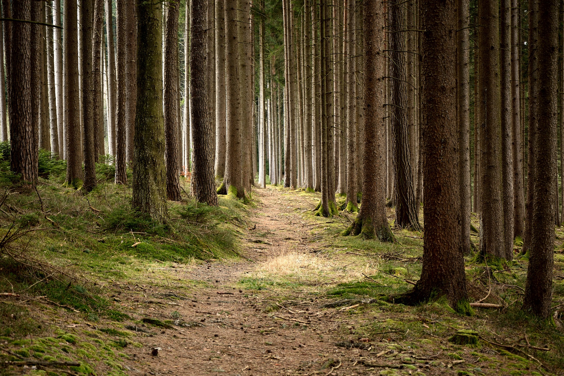 WestobyMark's tweet card. The Jack Westoby Lecture recognises the contribution to forestry internationally by Jack Westoby (1912-1988). The Biennial Lecture Series was initiated in 1997 and is made possible by the generosity...