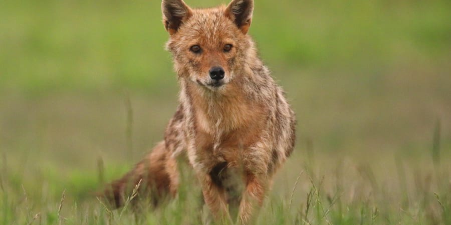 RadioPrague's tweet card. Conservationists have spotted golden jackals in the protected landscape of Pálava in southern Moravia, capturing them on a camera trap. 