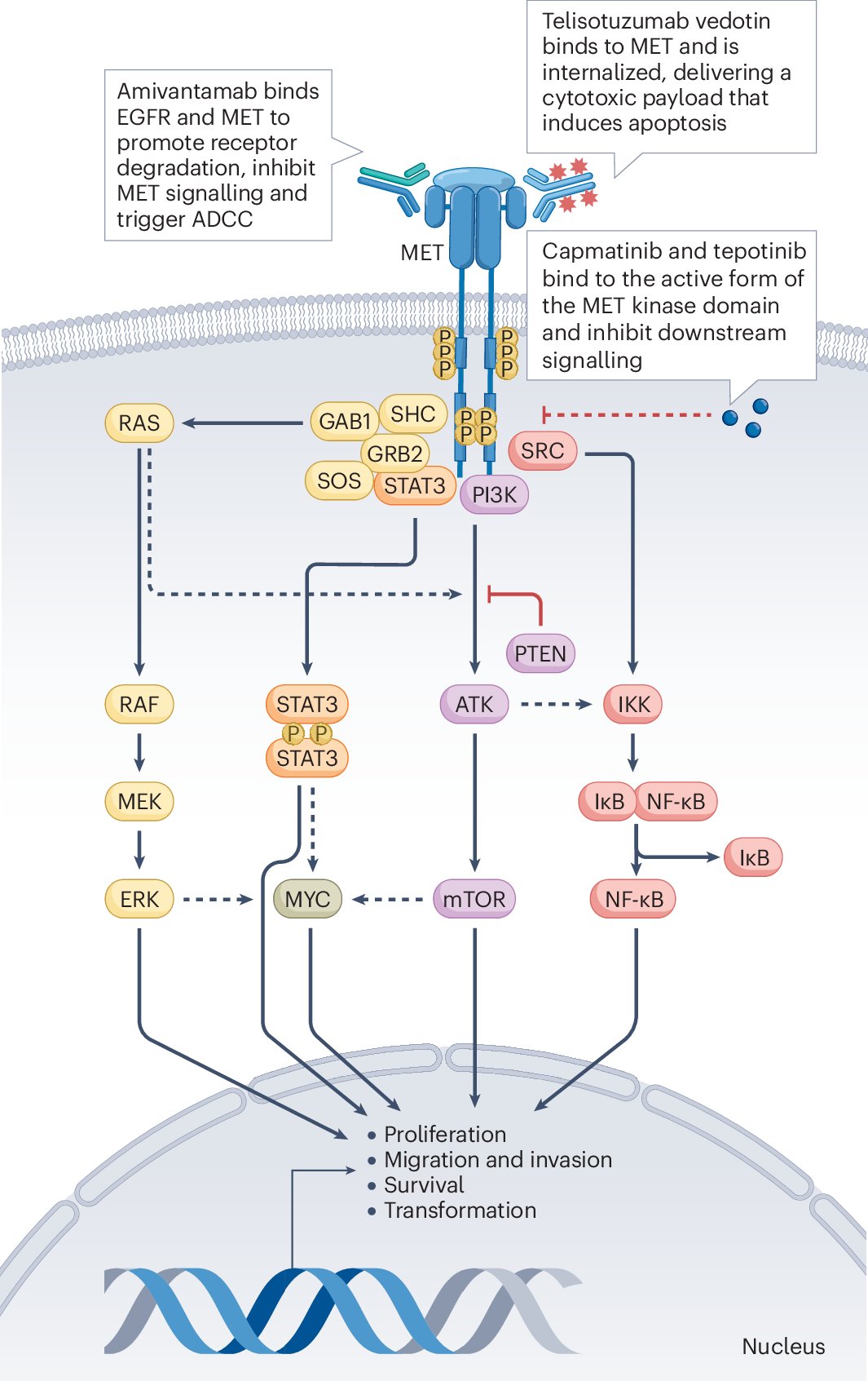 MarioBalsaMD's tweet card. Nature Reviews Clinical Oncology - MET mutations, amplifications and fusions and MET overexpression are promising therapeutic targets across various cancers. In this Review, the authors summarize...