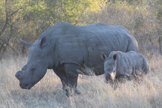 AndreaFuller06's tweet card. Sedation is an essential tool in the fight to save white rhinos (Ceratotherium simum ssp. Simum), but it may come with unintended risks. Conservationists r