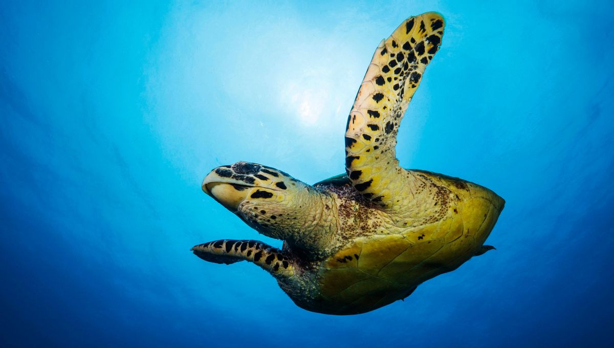 JeromeOLLIER's tweet card. Dans la nuit du jeudi 23 au vendredi 24 juillet, une femelle tortue marine a été observée remontant la plage de Cavalaire-sur-Mer (Var) pour y pondre ses œufs. Un spectacle rare sur les côtes...