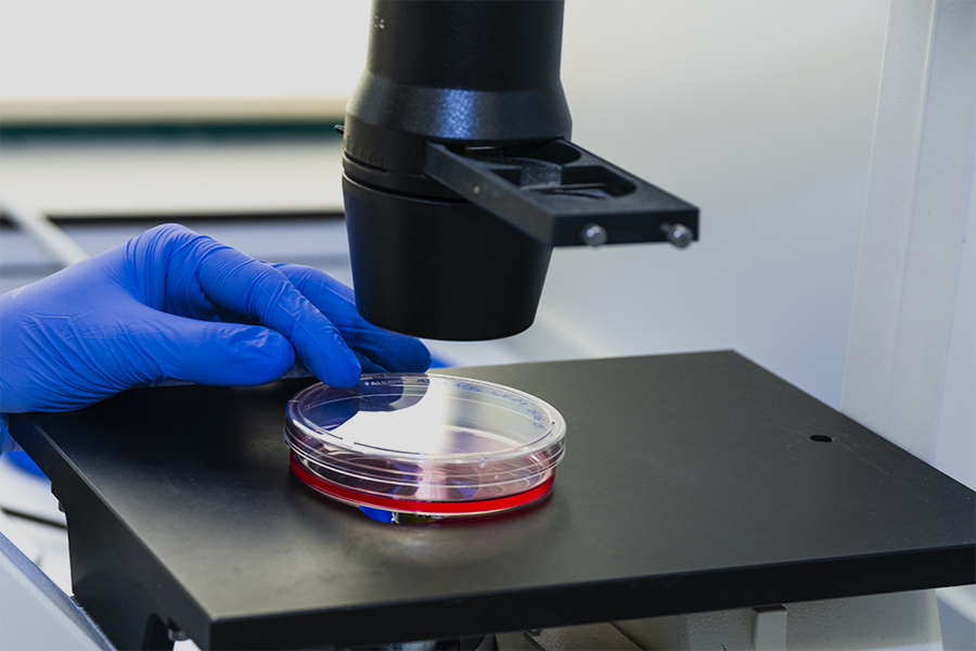 CNB_CSIC's tweet card. Un equipo científico del Consejo Superior de Investigaciones Científicas (CSIC) ha identificado un nuevo mecanismo molecular relevante en la forma en que las células activan su defensa natural frente...