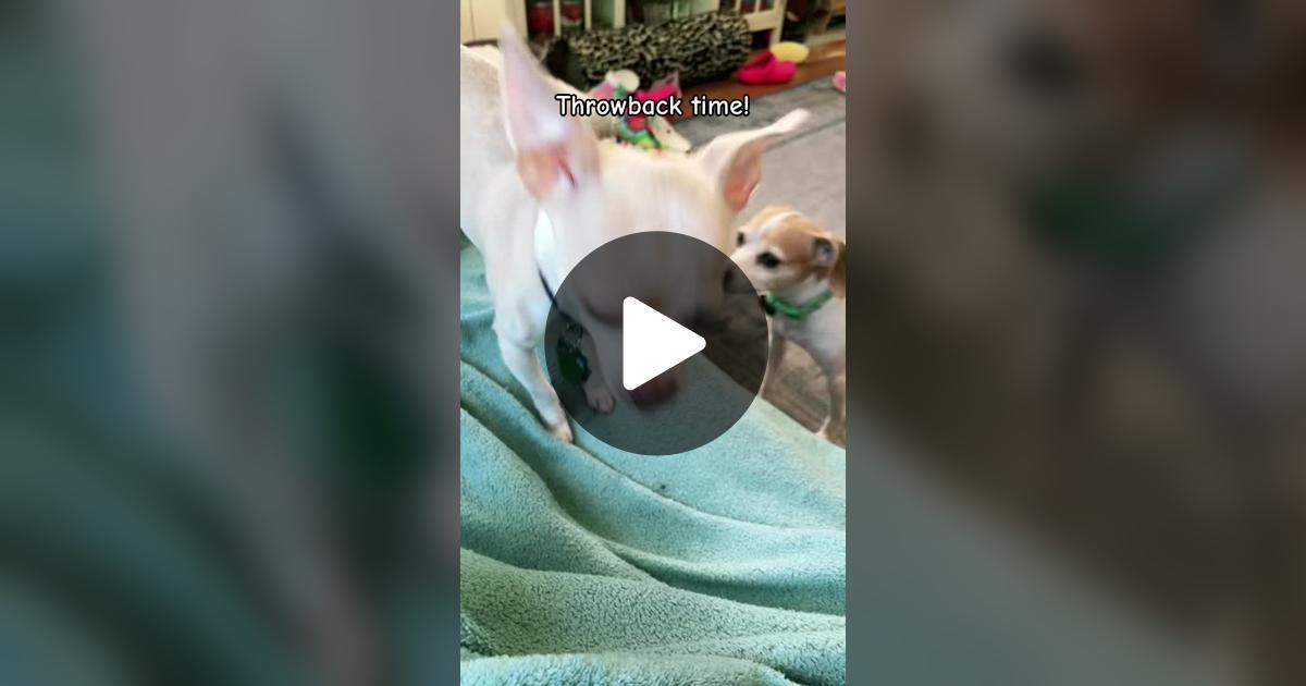 gilly923's tweet card. Check out Frankie the Chihuahua’s video.
