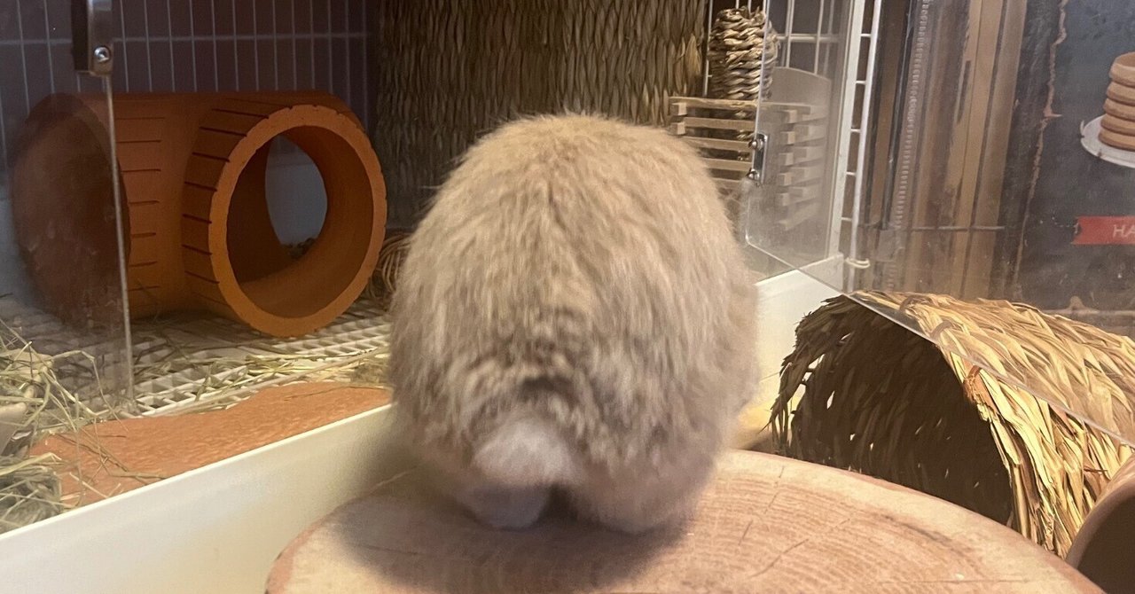 20041015's tweet card. らんちゃんのおしりをめでる Bunny Butt Friday✨ 金曜の夜です🍷 梅雨明けしたけど湿度が高い！！ そして気温が高過ぎる！！！ 相変わらず除湿機は二台フル稼働しています💧 プランターの水やりとベランダの打ち水は、除湿機にたまった水でほぼ間にあってます🪴 らんちゃんは 冷えに弱いけど暑さに強い訳ではないのよね🐰 室温は、25〜26度キープできるよう頑張ってます。...