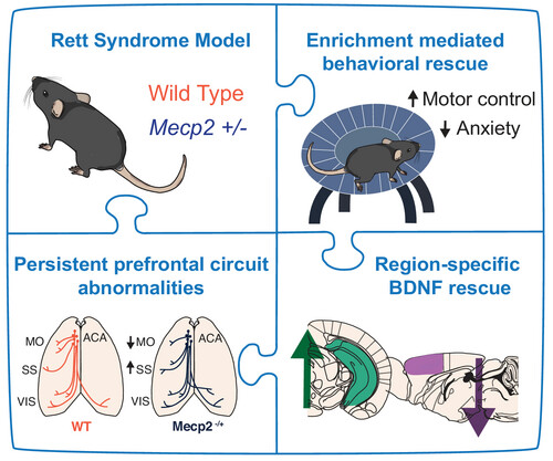 MIT_Picower's tweet card. This study reveals that the loss of MeCP2 in Rett syndrome model mice disrupts prefrontal connectivity. Although early environmental enrichment helps mitigate behavioral deficits and restores...
