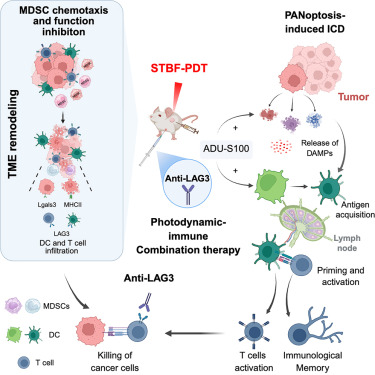 CellRepMed's tweet card. Chen et al. develop a chlorin e6 derivative-mediated PDT combined with immunotherapy, incorporating PDT, a STING agonist, and anti-LAG3. This approach optimizes the tumor immune microenvironment by...
