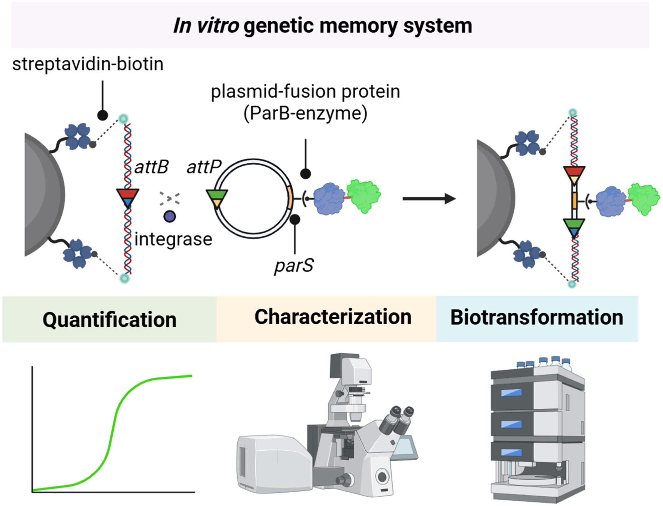 Jian_Li_SHT's tweet card. This study establishes an in vitro genetic memory system using orthogonal serine integrases to integrate DNA information within a composite matrix. This platform enables biotechnology applications,...