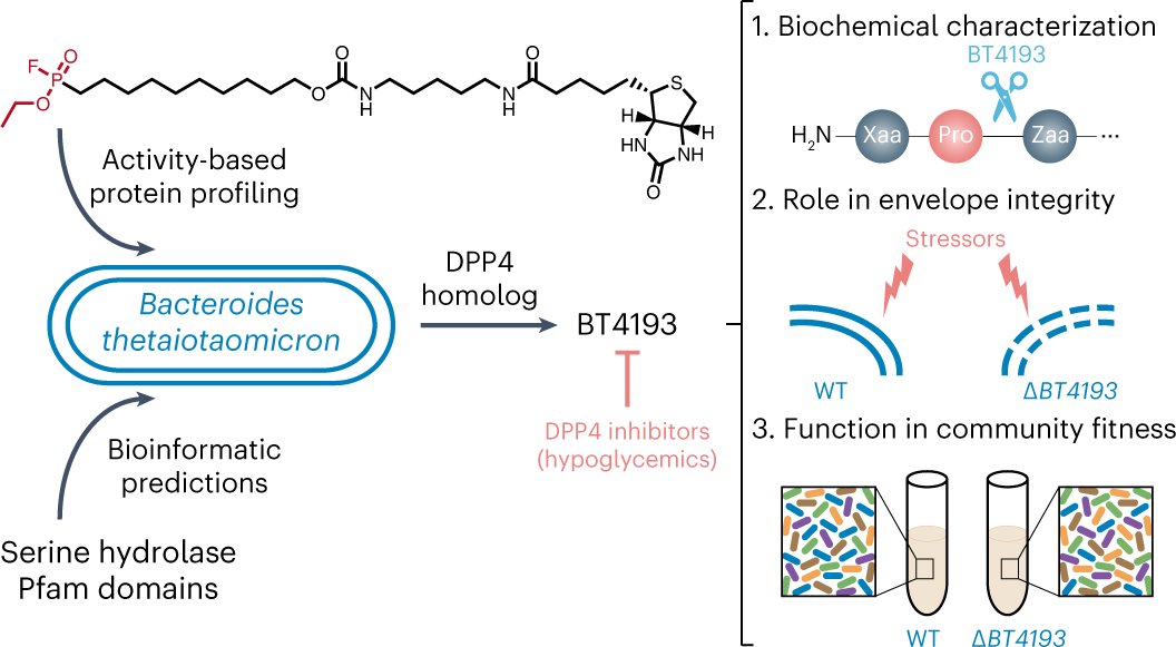 Hatzios_Lab's tweet card. Nature Chemical Biology - Bioinformatic and chemoproteomic approaches resulted in the identification of a homolog of human dipeptidyl peptidase 4 in the gut bacterium Bacteroides thetaiotaomicron...