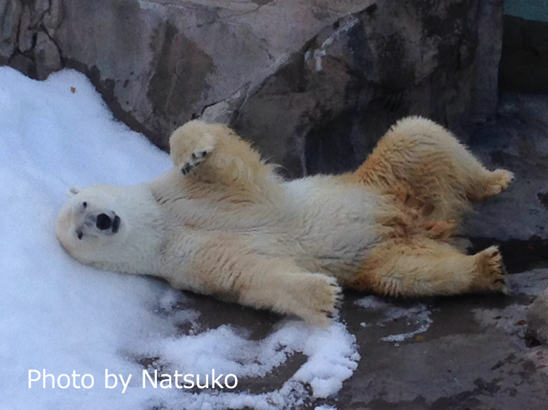 NatsukoChishiro's tweet card. ホッキョクグマが大好きです♪アイス王子が大好きです♪日本全国、イギリスのホッキョクグマたちに会いに行っています。