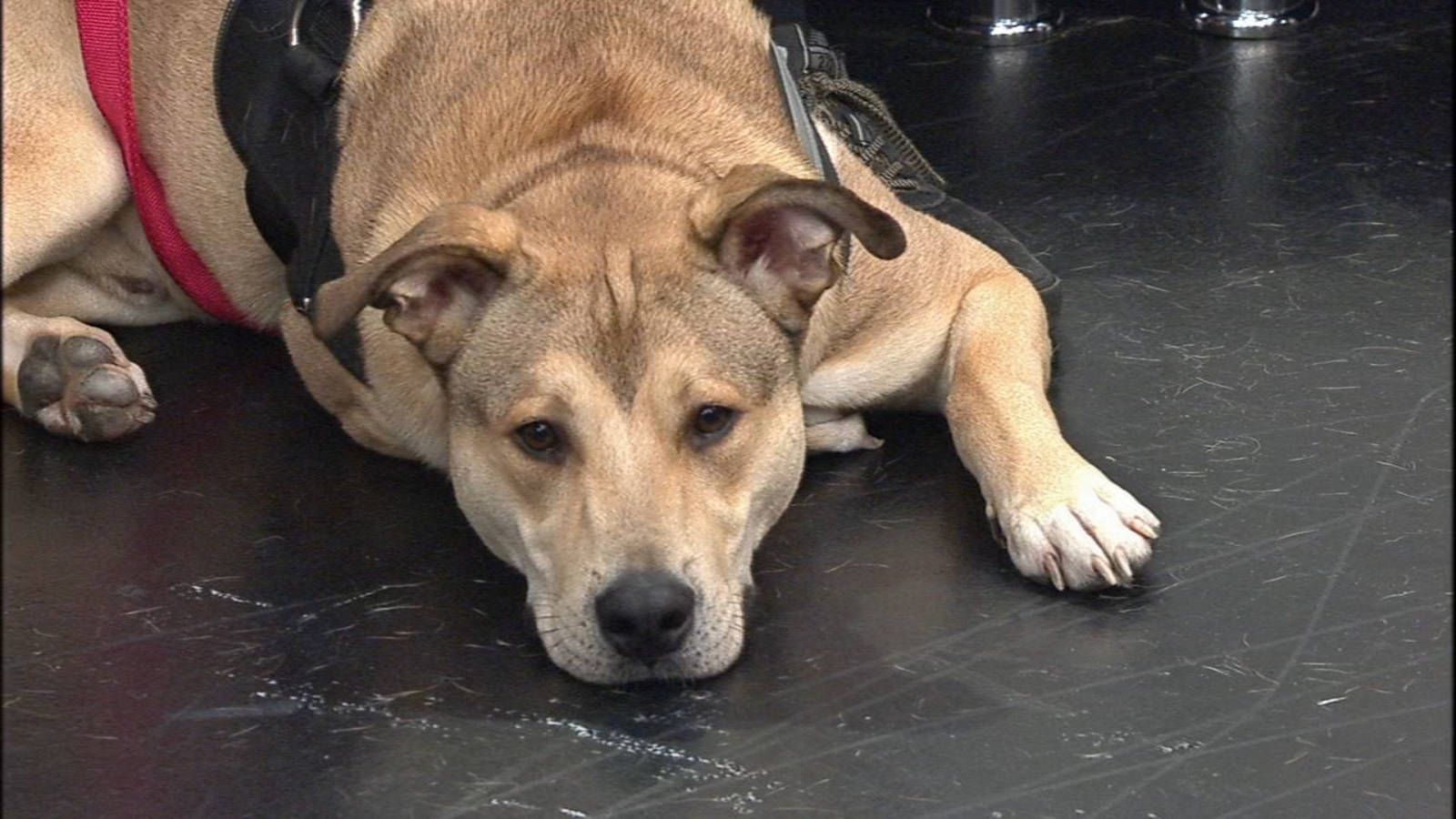 TracyButlerABC7's tweet card. ABC7 photojournalist David Knickerbocker is known for telling Chicago's stories, but he's also saving lives by rescuing stray dogs across the city.