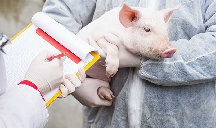 feedandadditive's tweet card. To address the US pork industry’s priority to prevent and prepare for H5N1 influenza, the Foundation for Food & Agriculture Research...