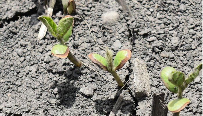 FieldAdvisor's tweet card. Project Leaders: Aaron Hager and Logan Miller, University of Illinois Purpose:  Early-planted soybeans often face cooler, wetter conditions during emergence. In this environment, stand loss and crop...