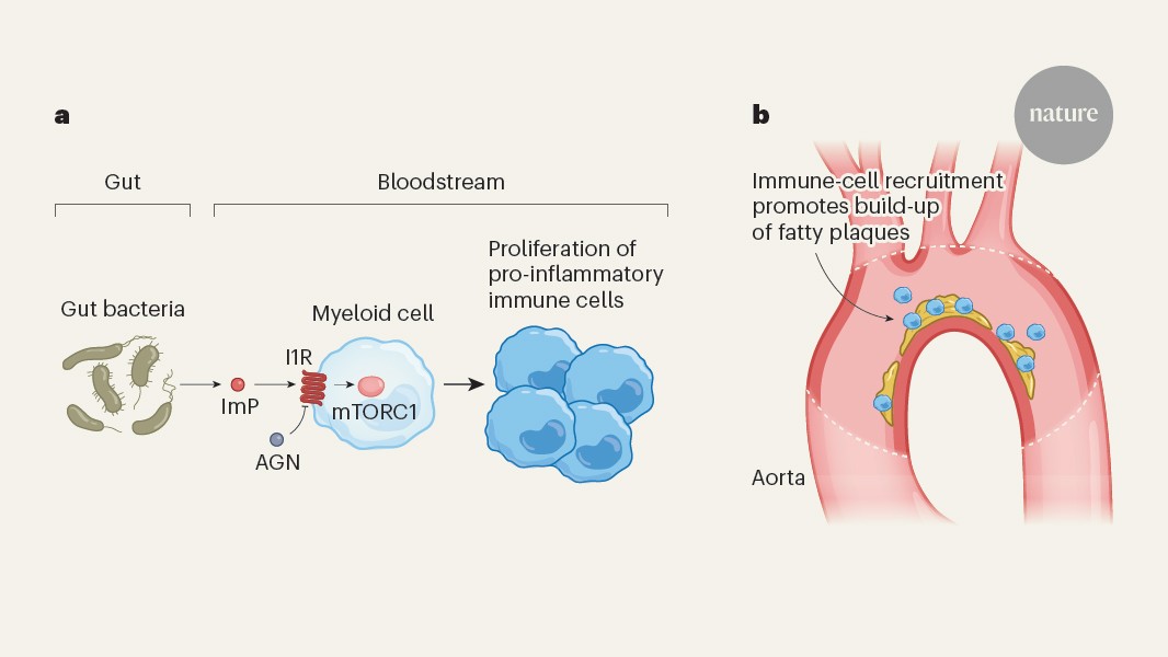 NatureNV's tweet card. Nature - A bacterially produced molecule circulates in the bloodstream and increases the risk of cardiovascular disease by hijacking immune-cell signalling.
