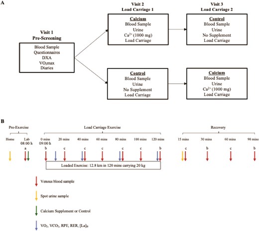 C_V_Coombs's tweet card. Abstract. Calcium supplementation before exercise attenuates the decrease in serum calcium and increase in PTH and bone resorption. This study investigated
