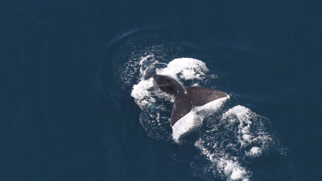 EnvAm's tweet card. Separating fact from fiction when it comes to offshore wind’s impacts on whales --here's our best answer to this commonly asked question.