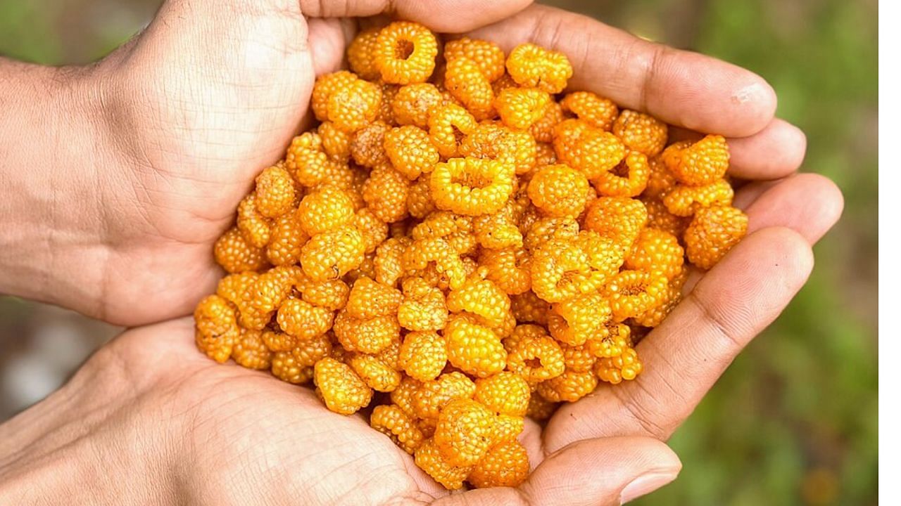 kjkrishimedia's tweet card. Himalayan Hisalu shows strong potential in treating kala-azar, a deadly parasitic disease. Rich in nutrients and medicinal compounds, Hisalu extracts effectively reduce parasites in mice. Ongoing...