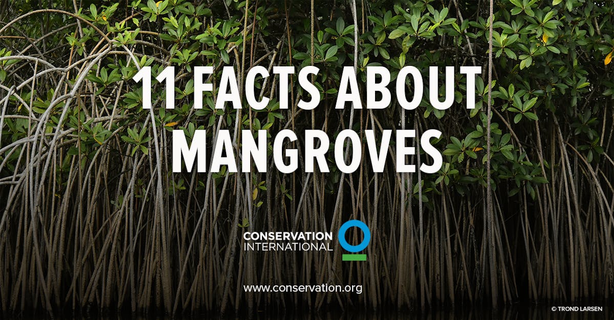 ConservationOrg's tweet card. With the ability to store vast amounts of carbon, mangrove forests are key weapons in the fight against climate change, but they are under threat worldwide. Share these facts about mangroves and help...