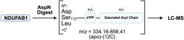 CellChemBiol's tweet card. Mitochondrial NADPH is abundant, but the reason why was uncertain. In a study published in Nature Cell Biology, Kim et al. identified an important role of NADK2-derived mitochondrial NADPH in...