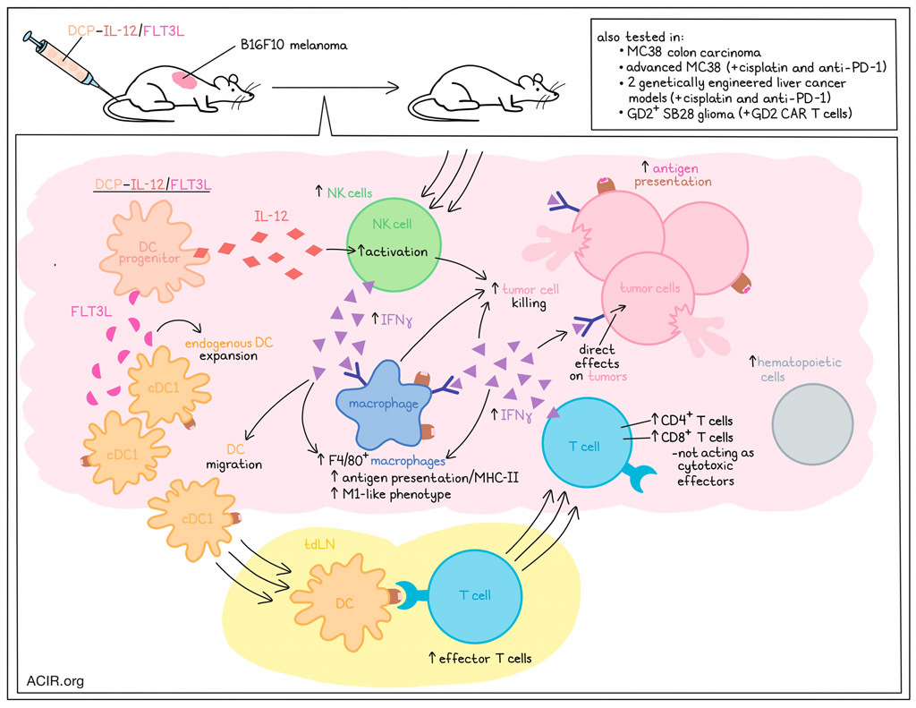 CancerInflam's tweet card. Using tumor antigen-loaded monocyte-derived DCs for therapeutic vaccination is a strategy that has been well explored, but with mixed clinical results. While this strategy can be effective, it is...